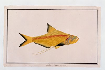 Eekan Bieung Bieung, from Drawings of Fishes from Malacca, c.1805-18 by Chinese School